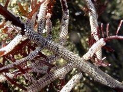 Jellyella tuberculata