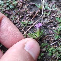 Glandularia teucriifolia