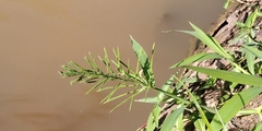 Paspalum repens