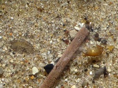 Jellyella tuberculata