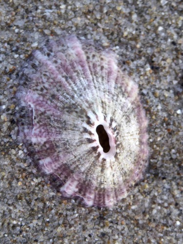 Volcano Keyhole Limpet