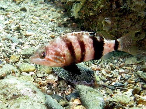 Brown Comber
