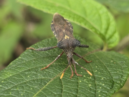 Piezogaster chiriquinus