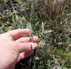 Festuca ammobia