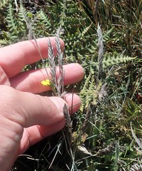 Festuca ammobia