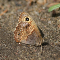 Paramacera xicaque xicaque