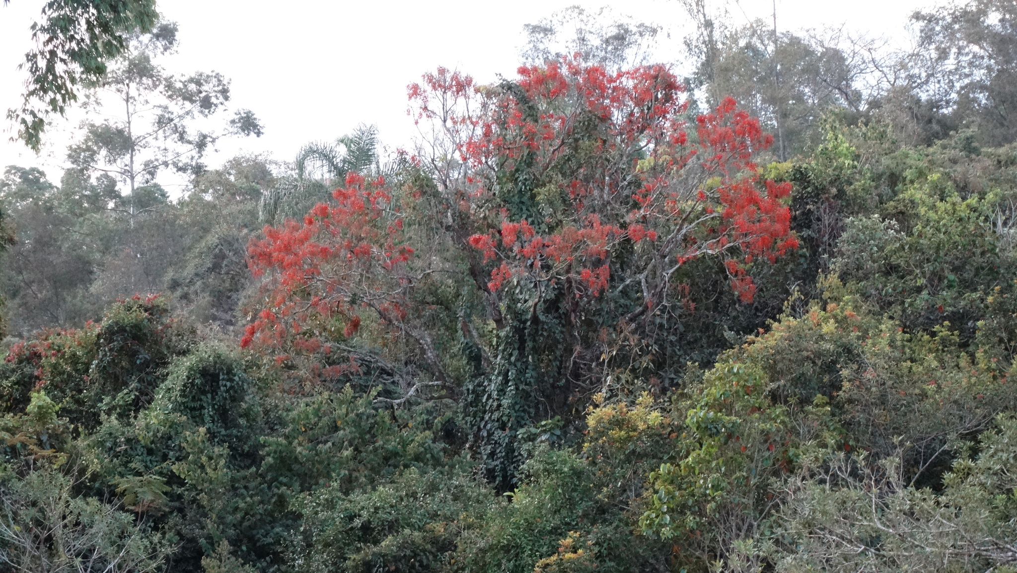 Erythrina falcata