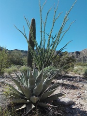 Agave simplex