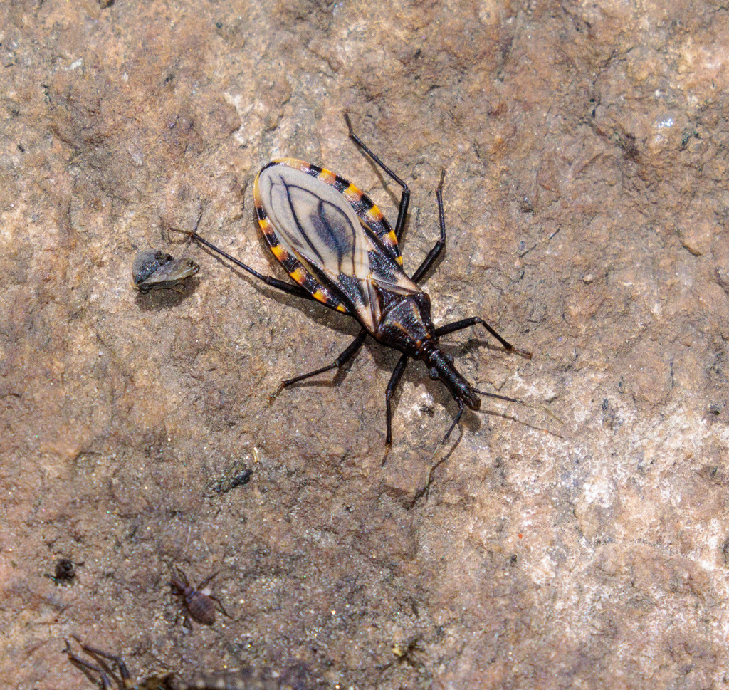 Triatoma petrochiae