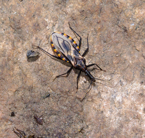 Triatoma petrochiae