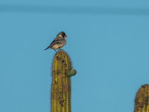 White-throated Seedeater (Sporophila albogularis), photo 10