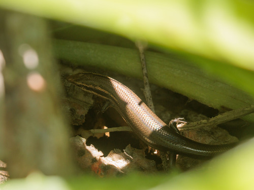 Short-lined Agile Skink, Psychosaura agmosticha