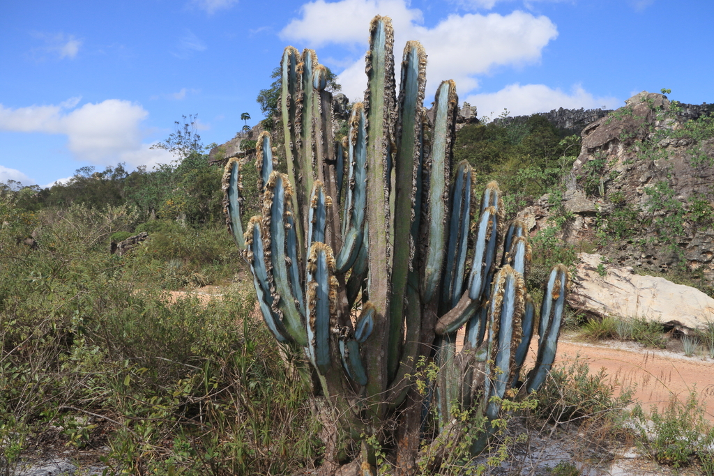 Pilosocereus fulvilanatus; photograph (c) Fábio Olmos, some rights reserved (CC BY)