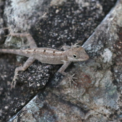 Anolis cristatellus cristatellus