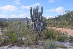 (c) Fábio Olmos, some rights reserved (CC BY) Pilosocereus fulvilanatus, photograph (c) Fábio Olmos, some rights reserved (CC BY)