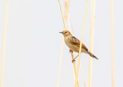 Cisticola luapula