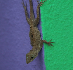 Anolis cristatellus cristatellus
