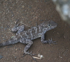 Anolis cristatellus cristatellus