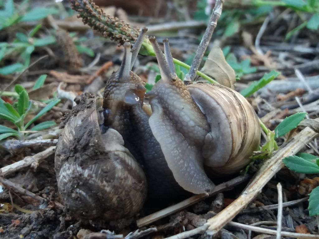 Helix kazouiniana