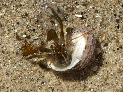 Blueband Hermit Crab, photo 5 of 8