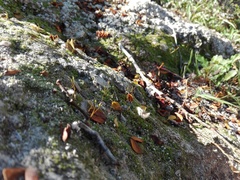 Thuidium peruvianum