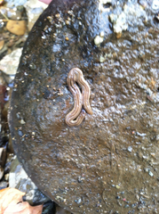 Bipalium pennsylvanicum