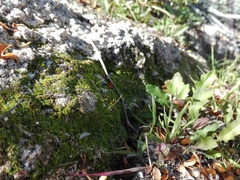 Thuidium peruvianum