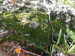 Thuidium peruvianum