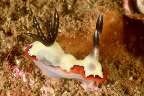 Faithful Sea Slug