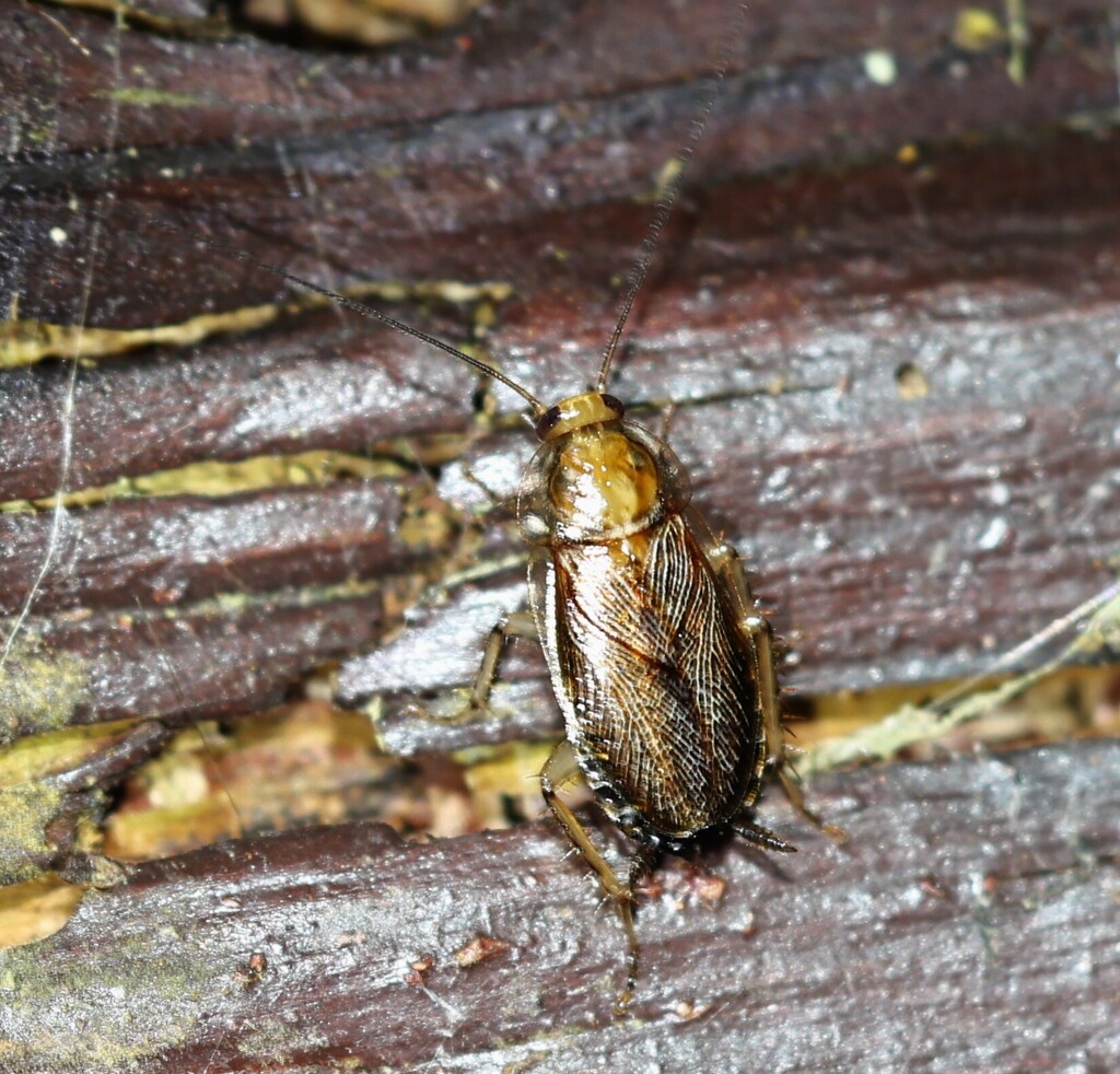 Cockroach