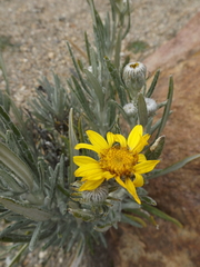 Senecio mairetianus