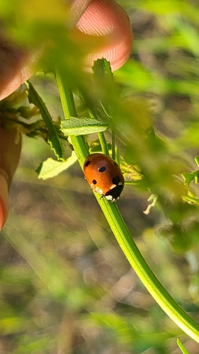 Seven-spotted Lady Beetle