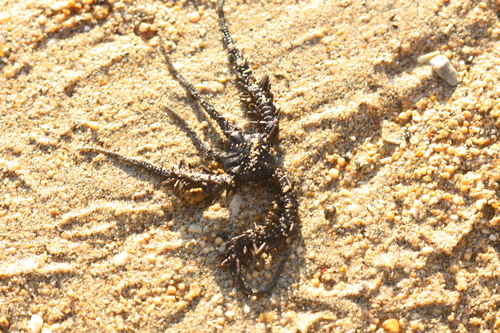 Ophiuroidea