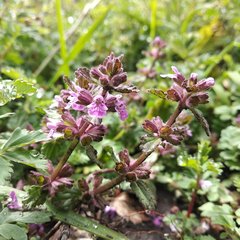 Stachys eriantha