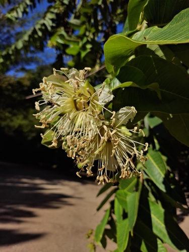lampati (Duabanga grandiflora)