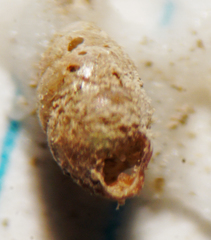 Vertigo oscariana
