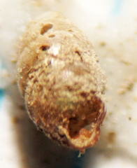 Vertigo oscariana