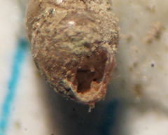 Vertigo oscariana