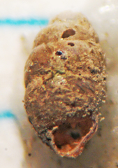 Vertigo oscariana