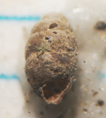 Vertigo oscariana