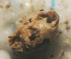 Vertigo oscariana