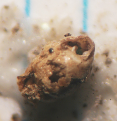 Vertigo oscariana