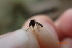 Aedes taeniorhynchus