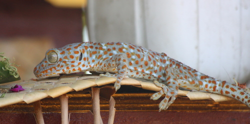 Gekko gecko