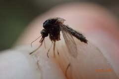 Aedes taeniorhynchus