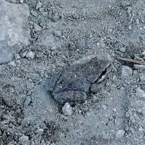 iNaturalist observation photo of Pacific chorus frog