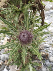 Cirsium jorullense
