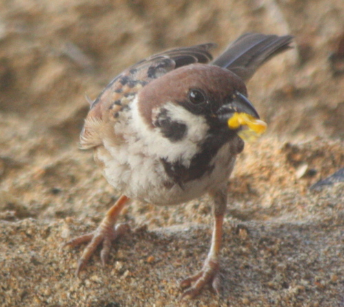 Passer montanus