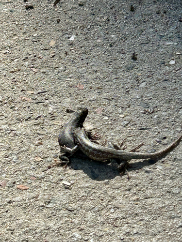 iNaturalist observation photo of Common Sagebrush Lizard
