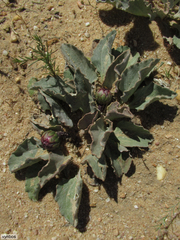 Arctotis verbascifolia